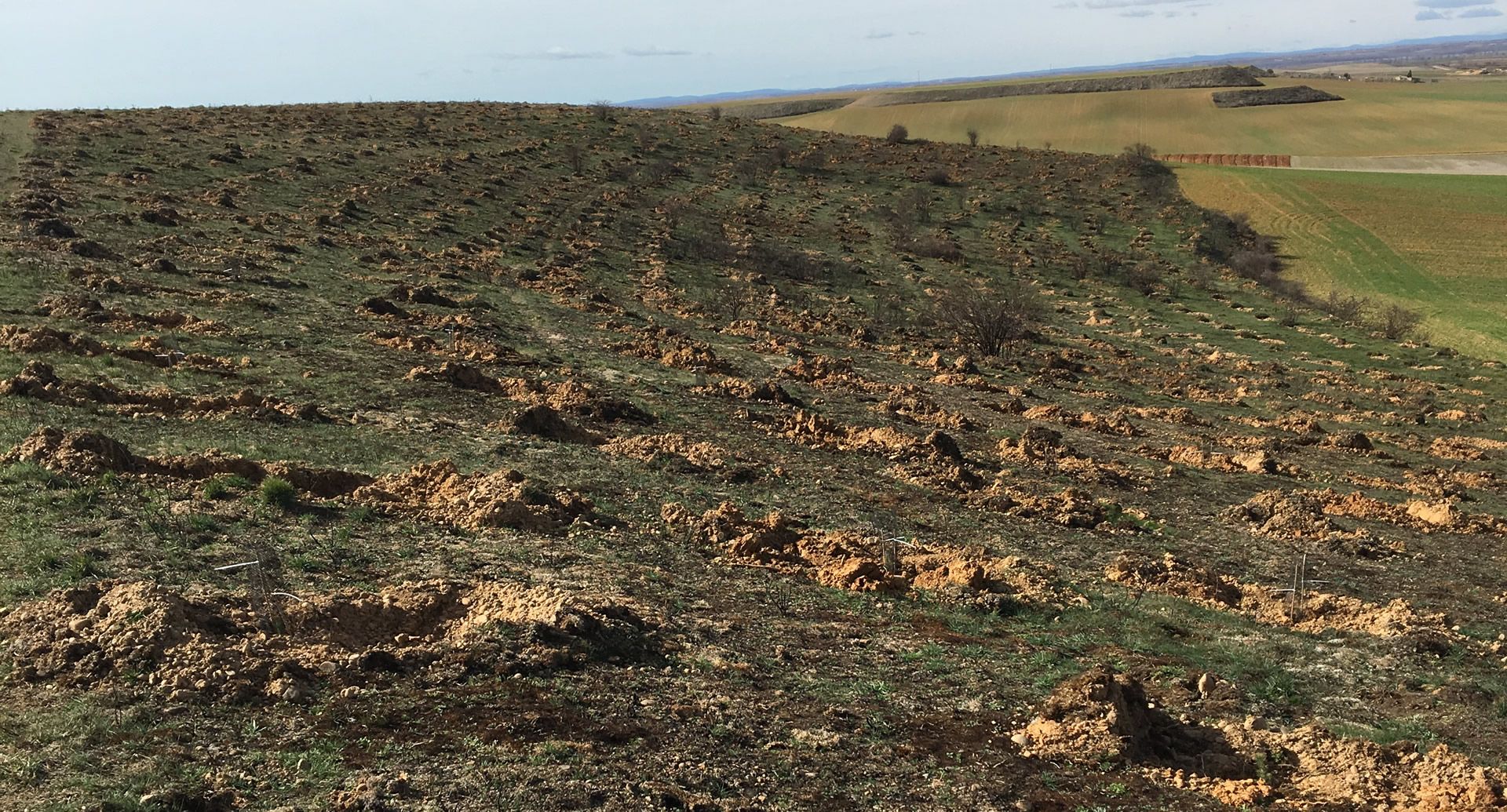 Reforestación en Corbillos de los Oteros