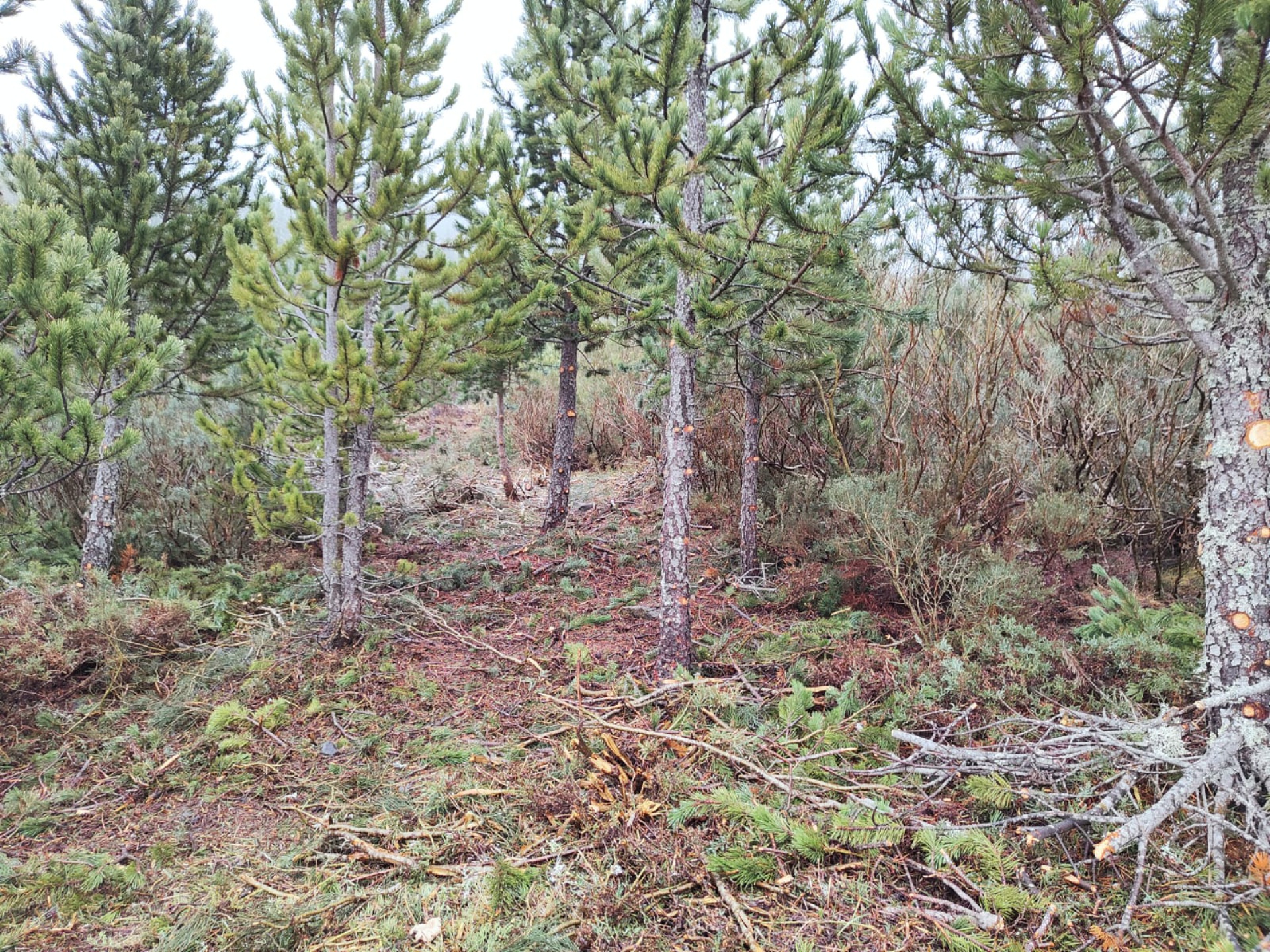 Plan de prevención en nuestros bosques